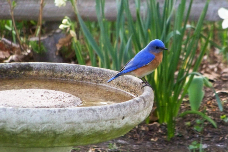 Eastern Bluebird at Birdbath © Pam Anderson