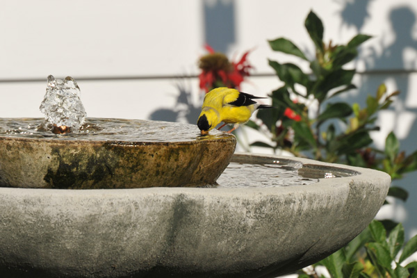 Goldfinch at Birdbath © Paula Stephens