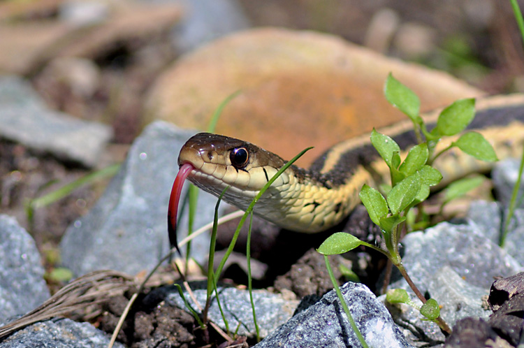Common Garter Snake © Dominic Poliseno