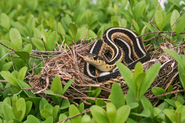 Common Garter Snake © Evan Morley