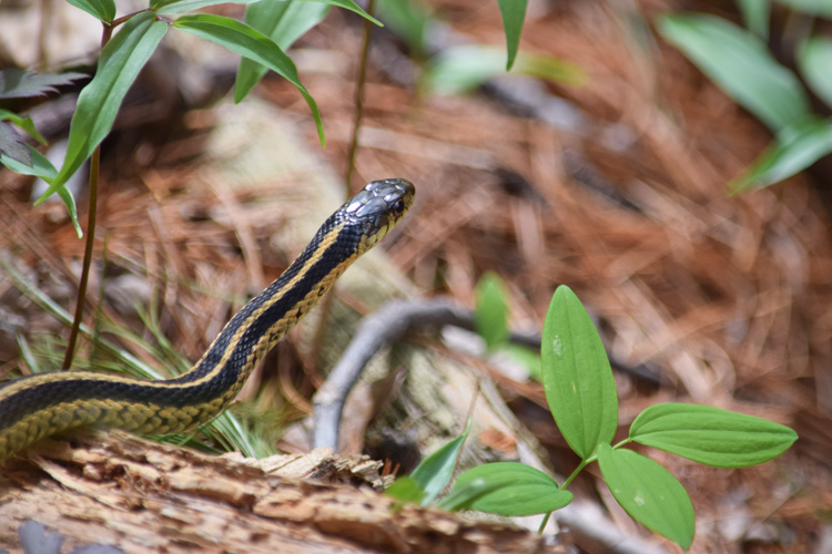 Common Garter Snake © Carole Rosen