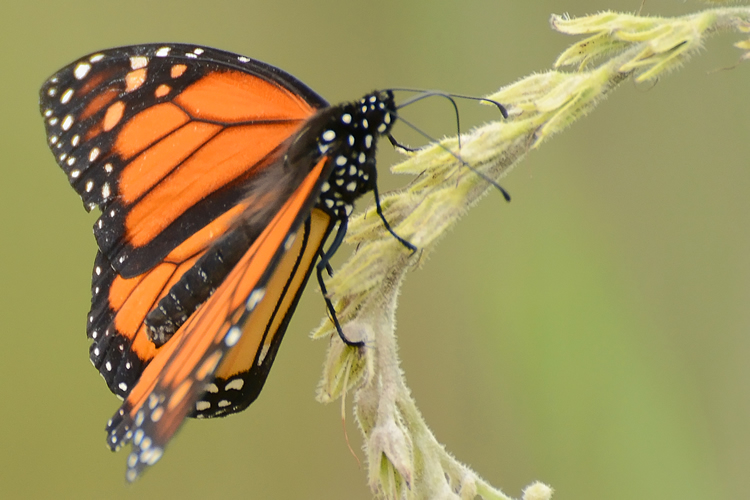 Monarch Butterfly © Rachel Bellenoit