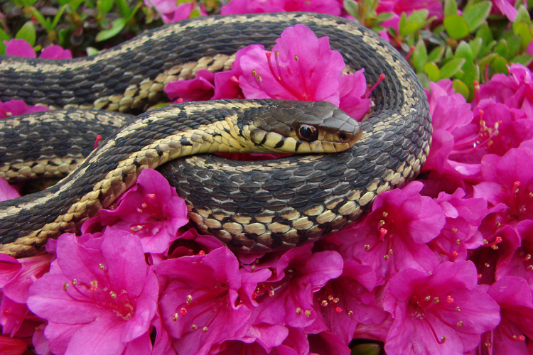 Common Garter Snake © Catherine Luce