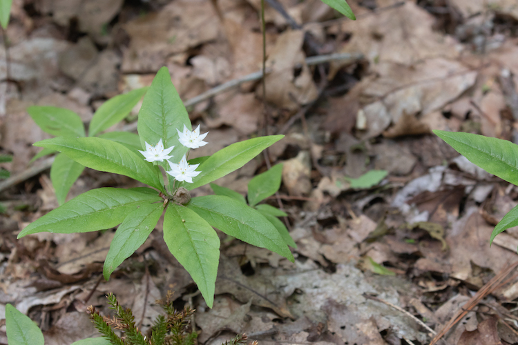 Starflower, Lysimachia borealis