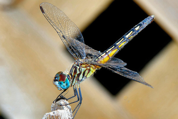 Blue Dasher dragonfly (female) © Charles Zapolski