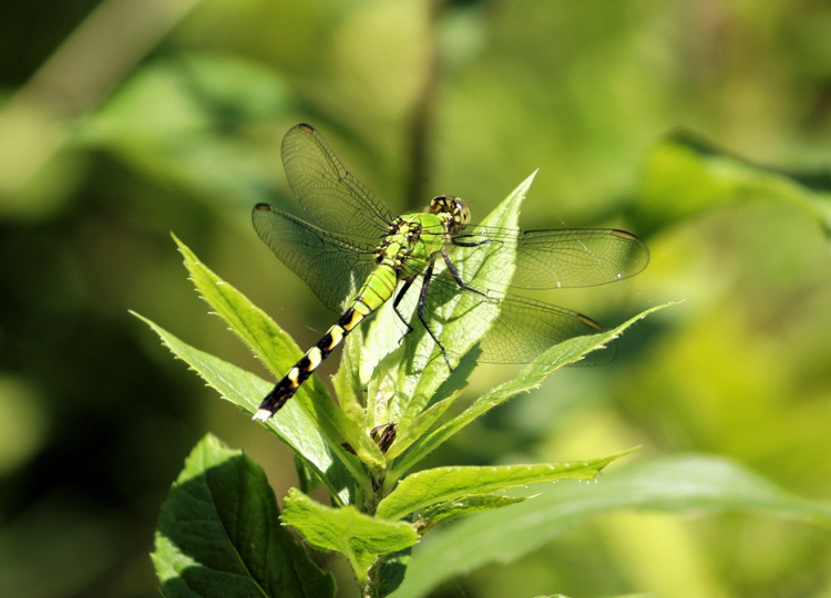 Eastern Pondhawk dragonfly (female) © Gary Goguen