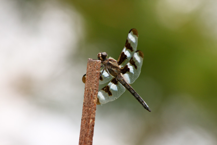 Twelve-spotted Skimmer dragonfly © Sharon Siter