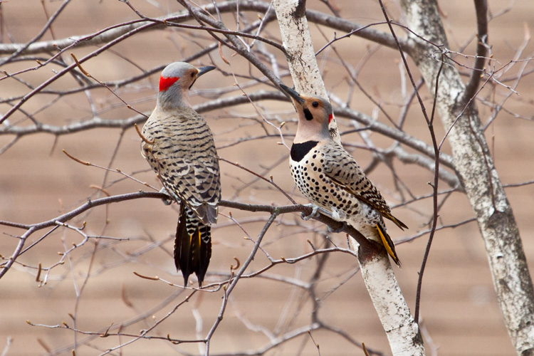 Male Northern Flickers © Ken & Judy Proulx