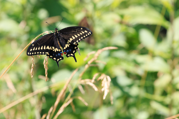 Black Swallowtail