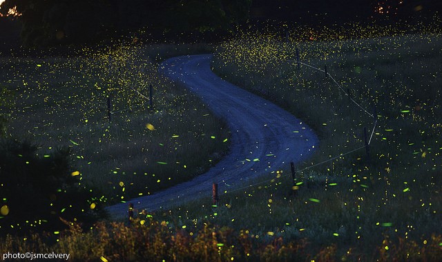 World Firefly Day: Watch Us, Don't Catch Us! | Xerces Society