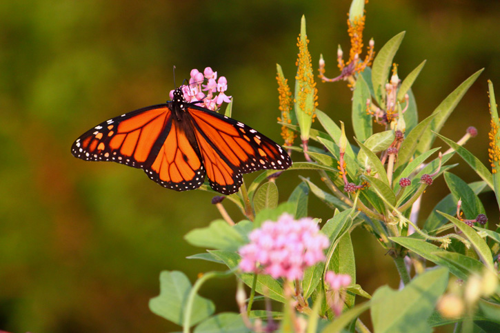 Monarch Butterfly at Long Pasture © Matthew Magann