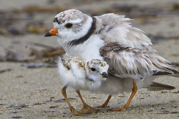 Piping Plovers © Sandy Selesky