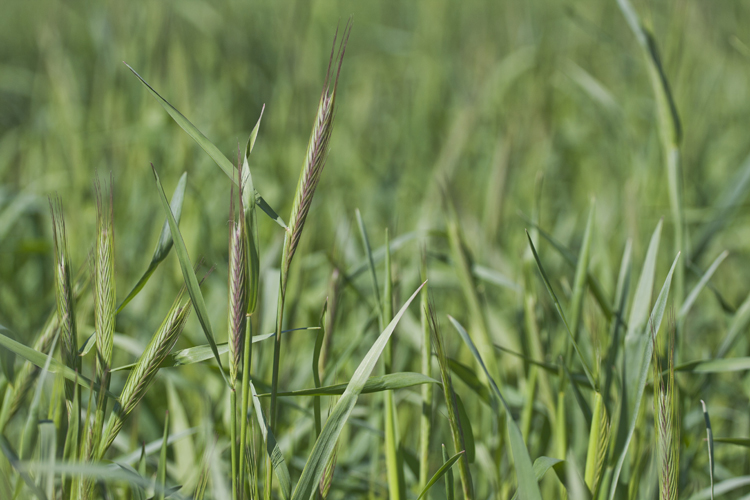 Grass at Drumlin