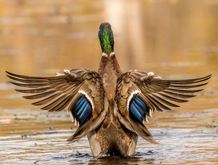 2014 Grand Prize Winner © Arindam Ghosh