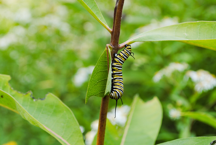 Monarch Butterfly Caterpillar © Emily Curewitz