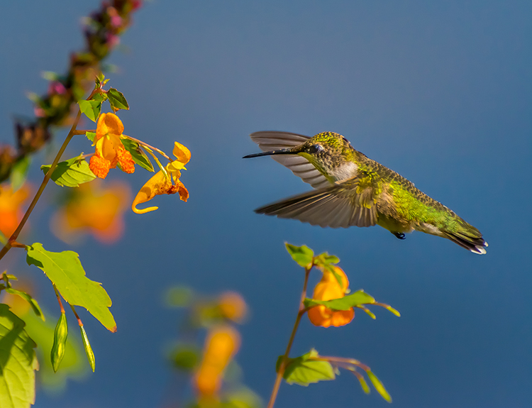 Hummingbird © Bernard Creswick