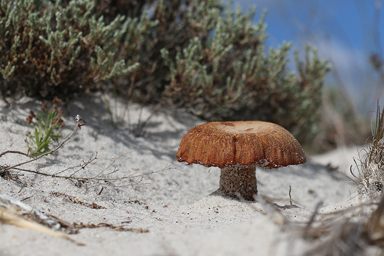 Sandy mushroom © Diane Lomba