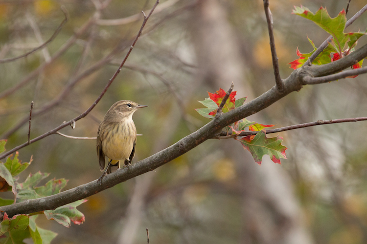 Palm Warbler