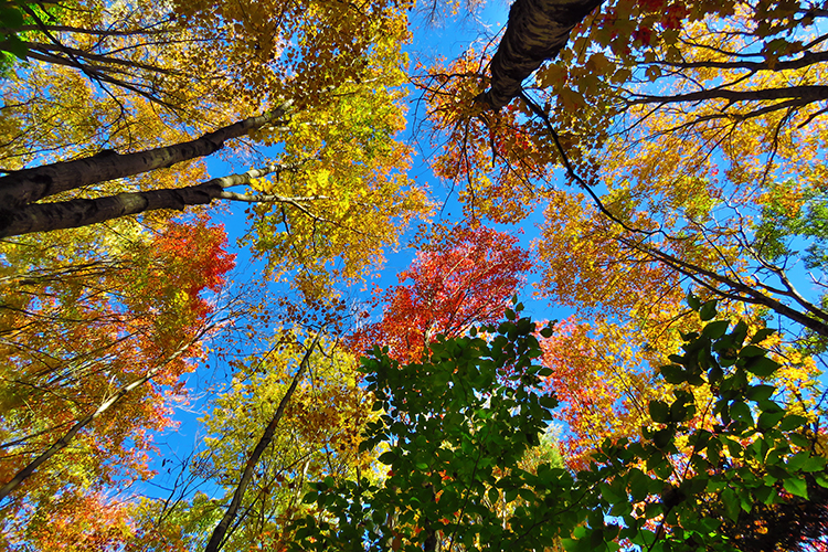 A Guide to Fall Foliage | Mass Audubon – Your Great Outdoors