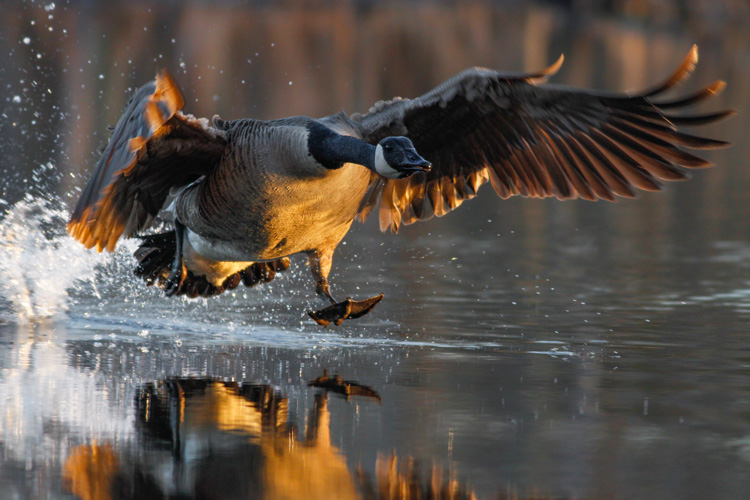 Canada Goose © Davey Walters