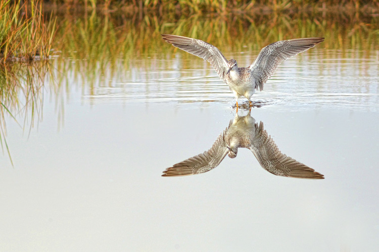 Greater Yellowlegs © Rachel Bellenoit