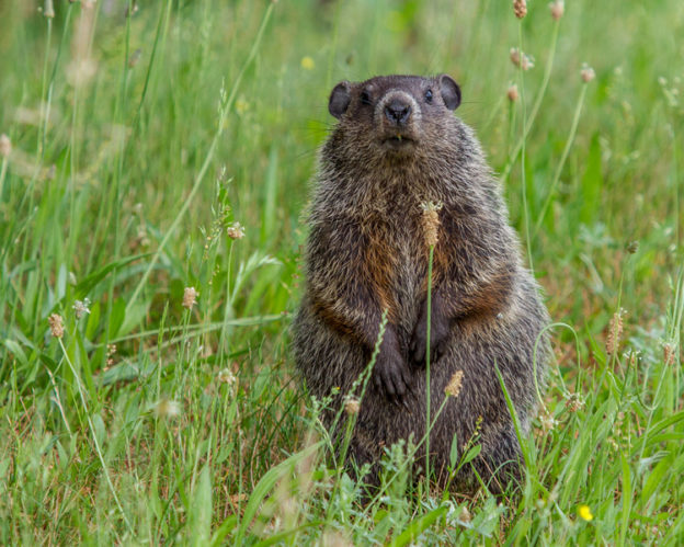 Take 5: Where Did All the Woodchucks Go? | Mass Audubon – Your Great ...