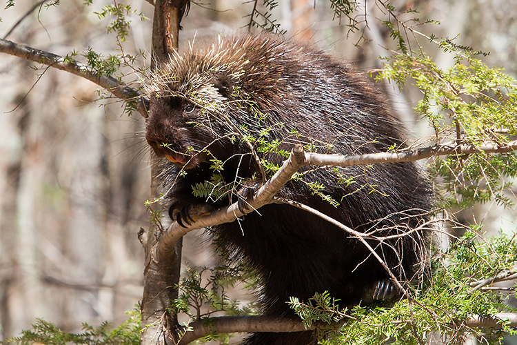 Porcupine © Cheryl Rose