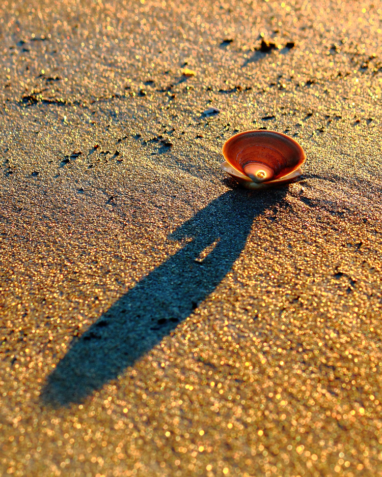 Juvenile surf clam; the hole is from a moon snail © Deborah Carr