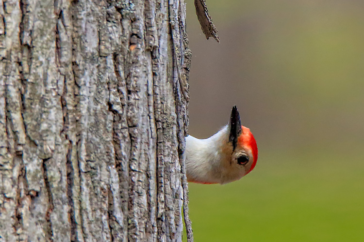 Red-bellied Woodpecker © Leigh Scott
