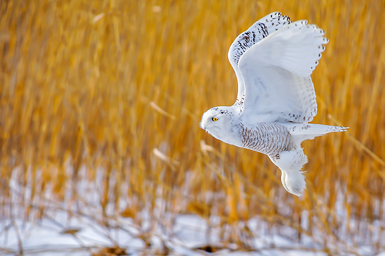 Snowy Owl © David Morris