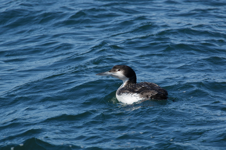 Common Loon, winter plumage