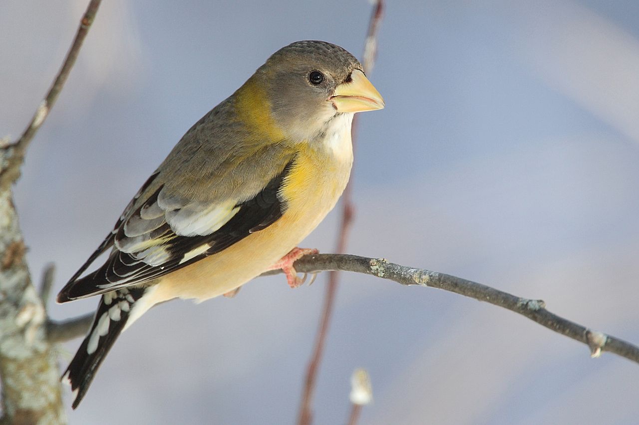 An Epic Winter For Nomadic Finches | Mass Audubon – Your Great Outdoors