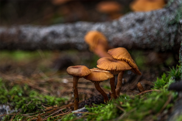 Plants & Fungi Under 18 Winner © Sean Henderson