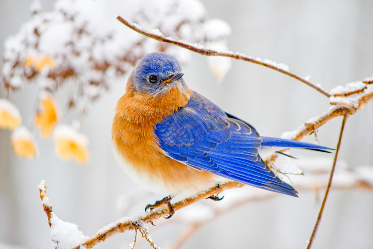 Eastern Bluebird © Cheryl Rose