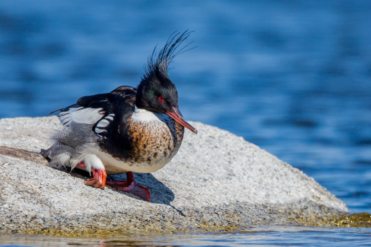 Red-breasted Merganser © David Peller