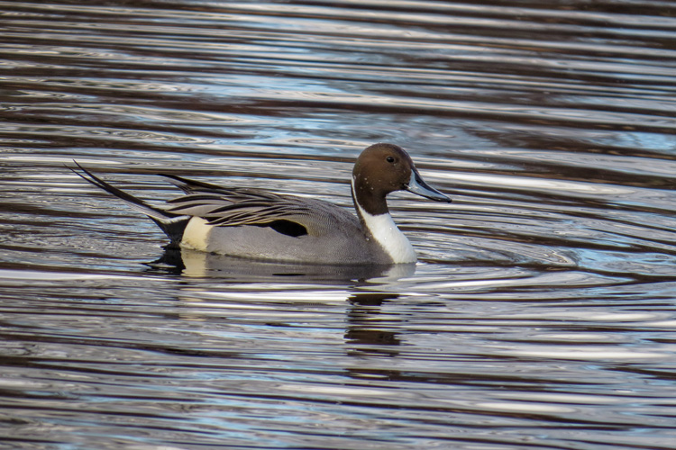 Northern Pintail © Roger Debenham