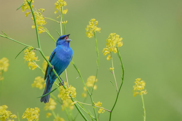 Indigo Bunting © Amy Powers-Smith