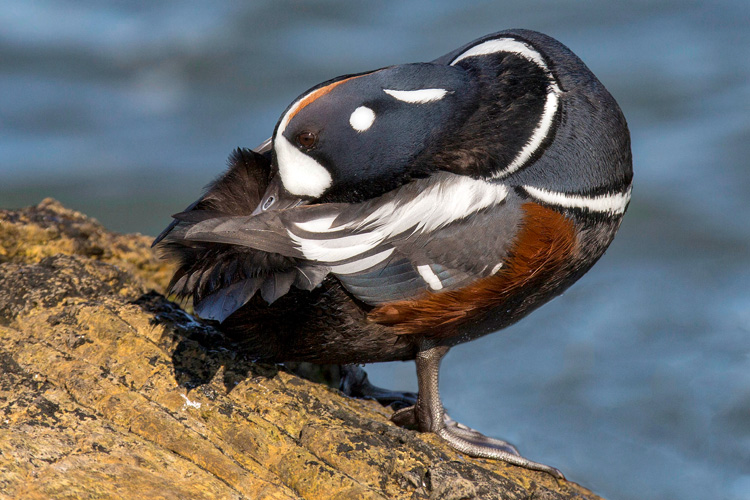 Harlequin Duck © Carol Duffy