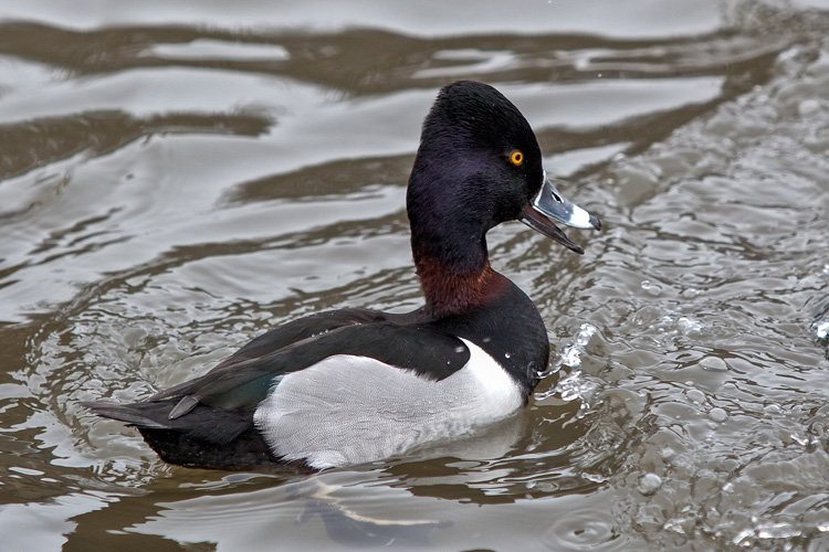 Ring-necked Duck © Lea Fiega