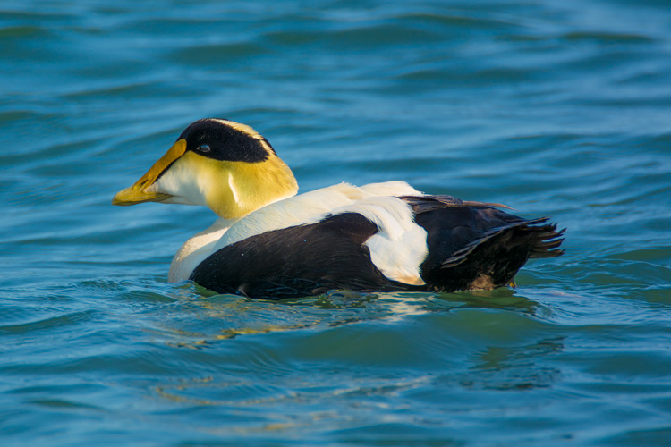 Common Eider © David Sheehy