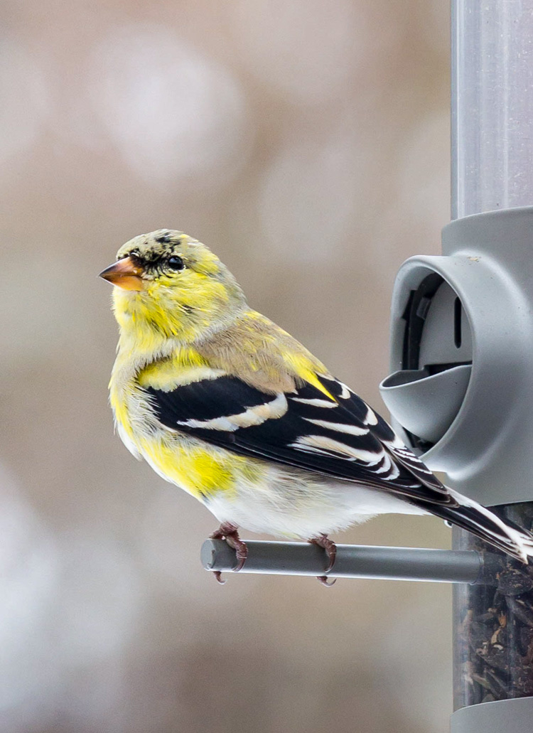 Take 5: Winter Songbirds | Mass Audubon – Your Great Outdoors