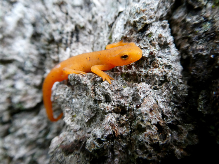 Red Eft © Anna Mitchell