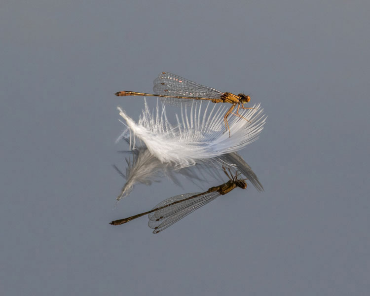 Orange Bluet Damselfly © Sherri Vanden Akker