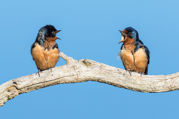 Barn swallows © Mark Landman