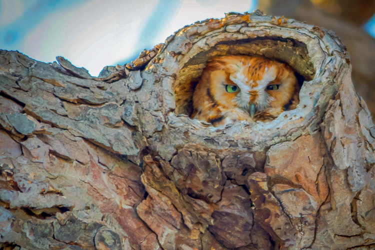 Eastern Screech-Owl © Amy Powers-Smith