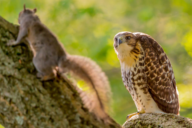Gray Squirrel and Red-Tailed Hawk © David Morris