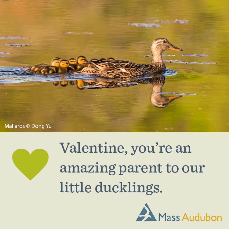 Valentine, You're An Amazing Parent to Our Little Ducklings