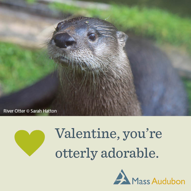 Valentine, You're Otterly Adorable