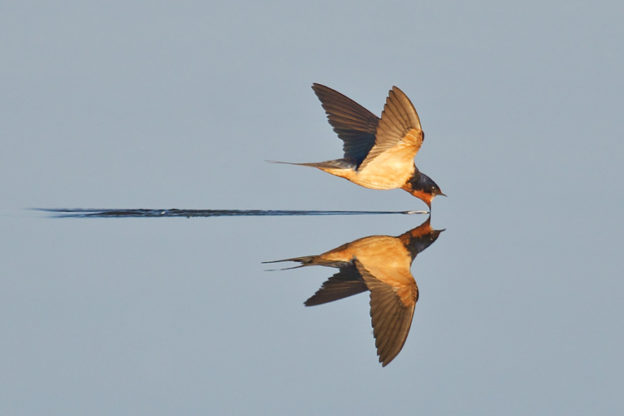Barn Swallow © Ken Lee