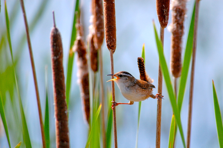 Marsh Wren © Craig Daniliuk